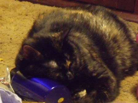 cat